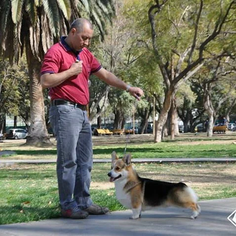 carlosvila_peluqueria_canina_1604616816_2436024878726833105_38338852022