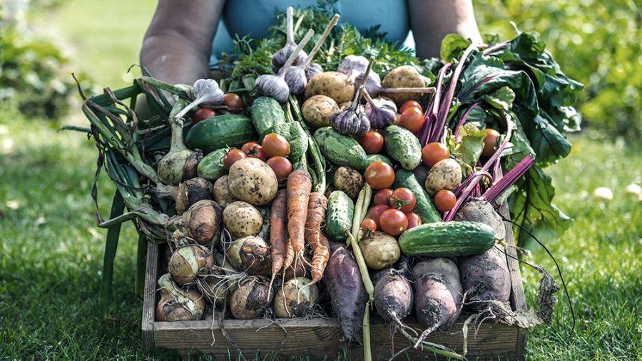 Frutas y Hortalizas