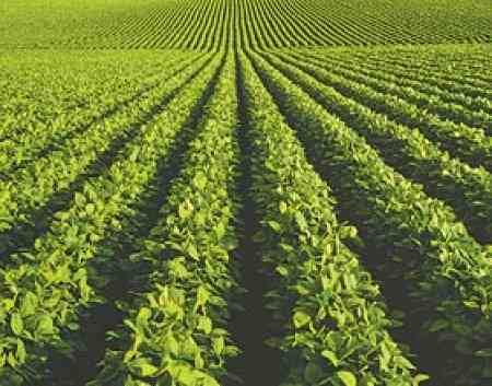 050f97d7a15cb194c876aa00a161c0a7--yerba-mate-labyrinth