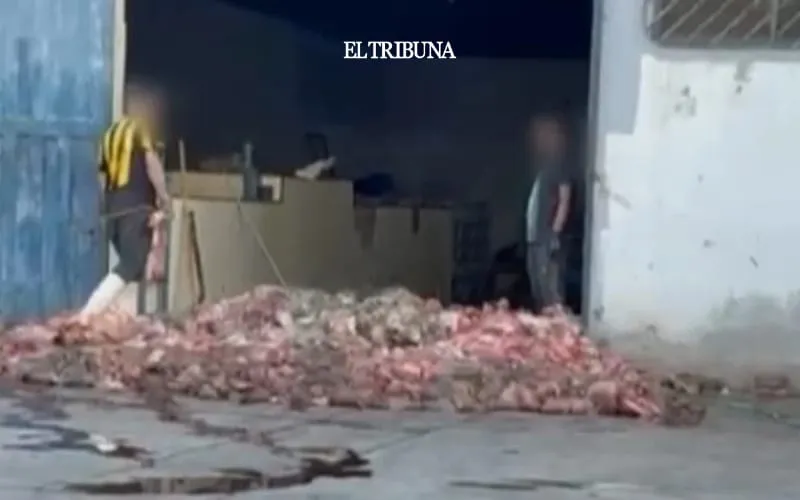 WhatsApp Image 2025-04-30 at 11.40.35