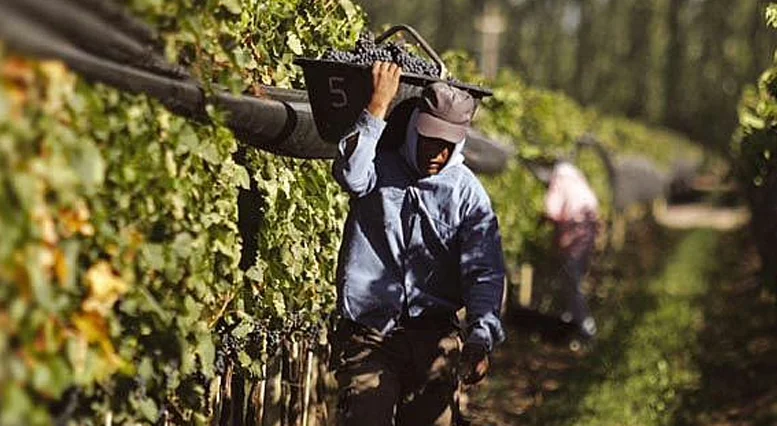 vinateros-uva-vid-cosechadores