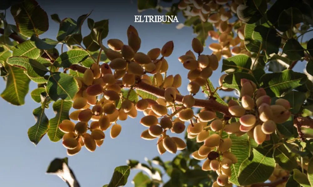 WhatsApp Image 2025-02-26 at 09.00.29