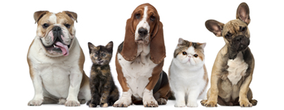 Perros-y-Gatos1