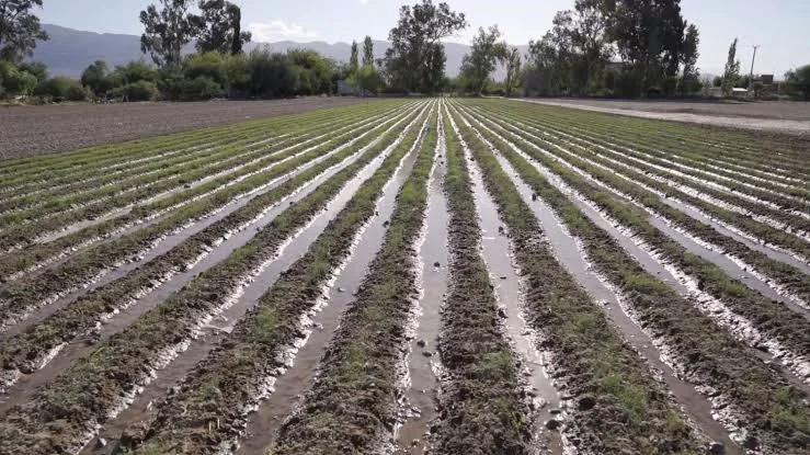 La crisis y el mal manejo del agua pone en riesgo la producción agrícola en San Juan