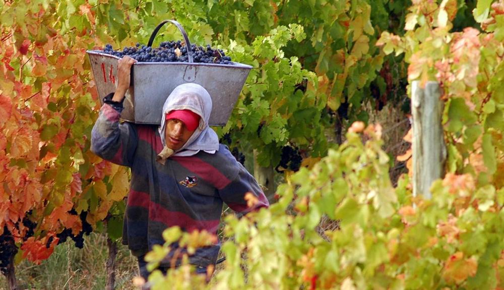 trabajadores-vitivinicolas