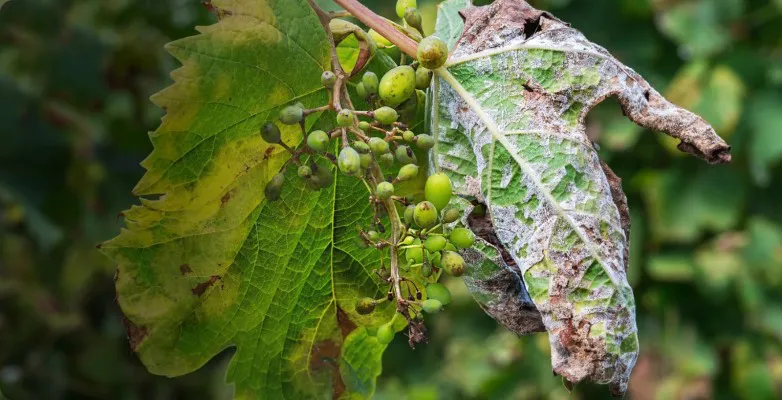 peronospera-san-juan-13424347