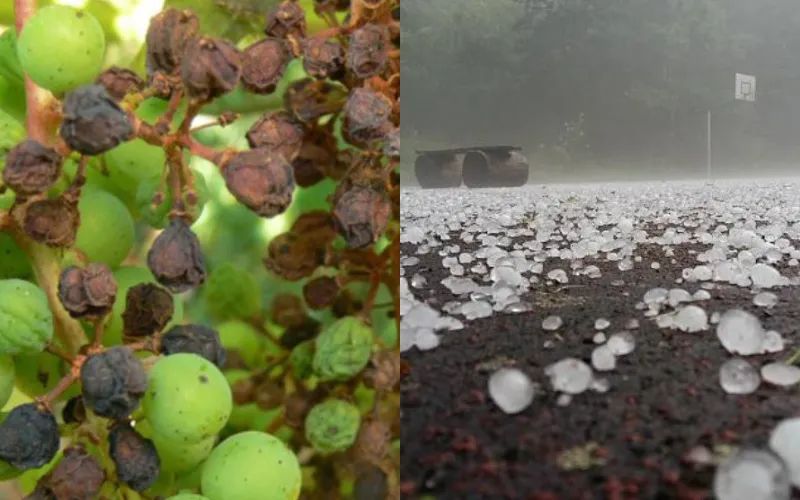 Peronóspera granizo