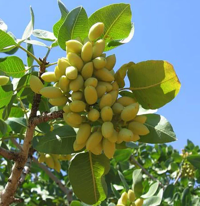 frutos-de-pisctacho-01