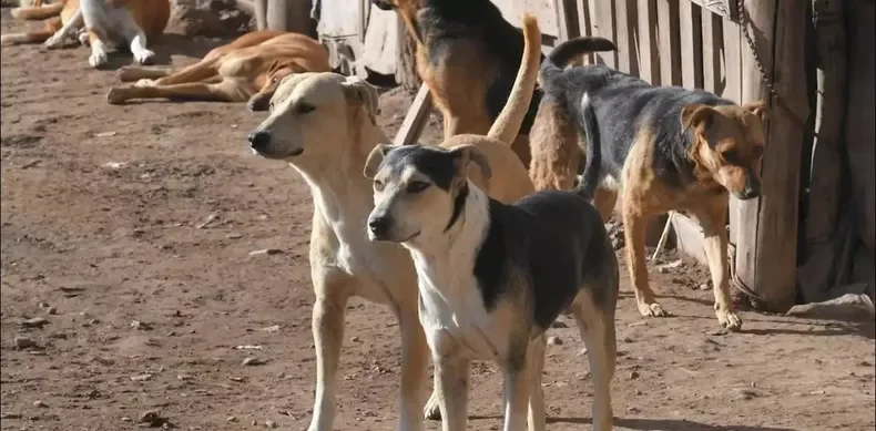 jauria-perros-chimbasjpg