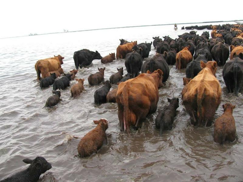 ganado_inundacion_corrientes